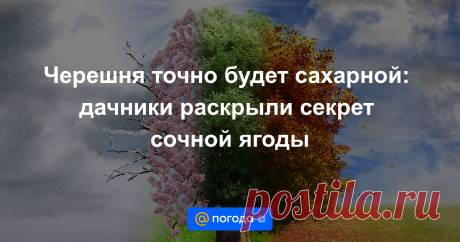 Черешня точно будет сахарной: дачники раскрыли секрет сочной ягоды Выращивание черешни может принести отличные результаты, если к процессу подойти с должной внимательностью и заботой. При правильном уходе можно ожидать урожай крупных и сладких плодов.