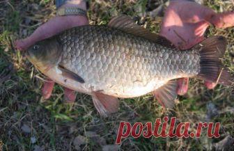 10 советов по ловле карася | Все о ловле рыбы 🎣 Рыбалке.нет