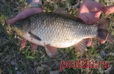 10 советов по ловле карася | Все о ловле рыбы 🎣 Рыбалке.нет