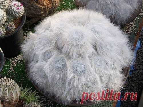 Mammillaria hahniana - Маммиллярия Гана

Эндемик мексиканских штатов Гуанахуато, Тамаулипас и Керетаро. Растёт в сухих пустынях.