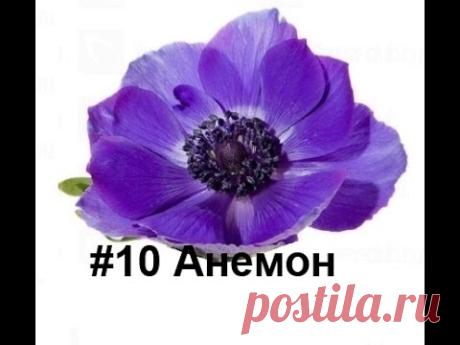 Анемон из фоамирана, Флористика, МыловароФФ, Ошибки ручной работы