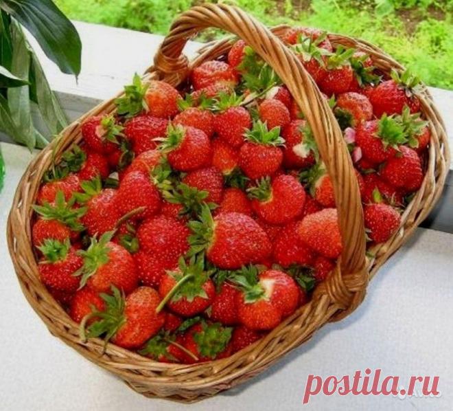 Как защитить клубнику от болезней и вредителей — 6 соток