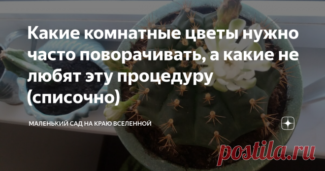 Какие комнатные цветы нужно часто поворачивать, а какие не любят эту процедуру (списочно) Горшки с комнатными цветами нужно поворачивать вокруг своей оси. Как это делать правильно?