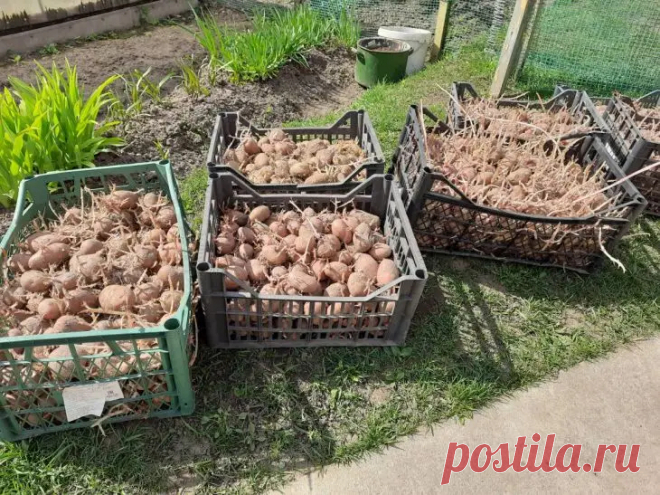 Что нельзя класть в лунку при посадке картофеля: запомните раз и навсегда. Свежий навоз — самое распространенное и самое рискованное удобрение для картофеля.