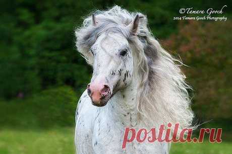 Equine, Ranch and Portrait Photography