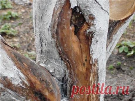 Как лечить дупла, трещины и морозобоины на коре деревьев ~ Защита сада
