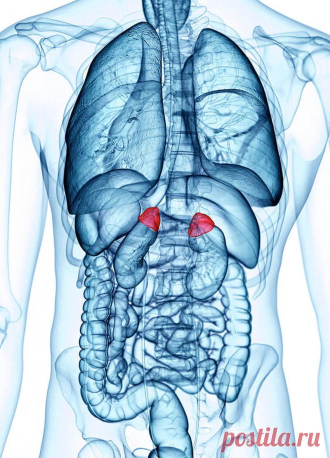 Основные симптомы недостаточности надпочечников На любые стрессы надпочечники выдают гиперреакцию, однако, если стрессовые состояния регулярны, то со временем они истощаются…