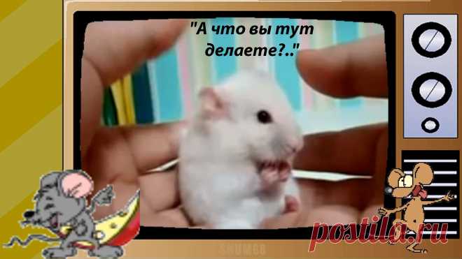 ✔ "А что вы тут делаете?.."