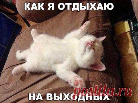 Новый выпуск с котиками - 10 октября - страница 7