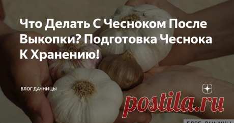 Что Делать С Чесноком После Выкопки? Подготовка Чеснока К Хранению! Добрый день уважаемые подписчики и гости моего канала. В этой статье я хочу рассказать о чесноке. Вернее о правильных сроках его уборки. В начале августа нам предстоит уборка чеснока и  тут очень важно понимать, как подготовить чеснок к хранению и как сохранить его свежим как можно  дольше, чтобы он не пересох или не загнивал.  Зимний чеснок принято убирать после 25 июля,  а яровой – в конце августа. Дачни...