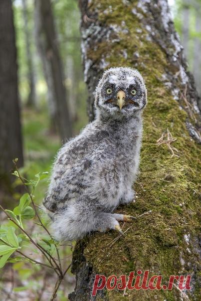 Наше тотемное животное на сегодня: птенец бородатой неясыти, который выпал из гнезда, шипит на всех приближающихся и ждёт, пока его покормят. Автор снимка – Иван Сморкалов: nat-geo.ru/photo/user/29517/