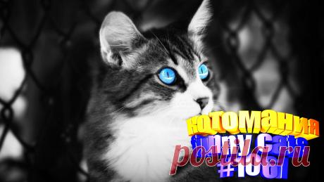 Вам нравится смотреть смешные видео про кошек? Тогда мы уверены, Вам понравится наше видео 😍. Также на котомании Вас ждут: видео кот,видео кота,видео коте,видео котов,видео кошек,видео кошка,видео кошки,видео о котах, видео прикол, видео смешных кошек, и кошки, коты видео, кошка, кошку, приколы о кошках видео, прикольные коты, про кошку смешное видео, смешно котики, смешное про кошек, смешные кошки видео