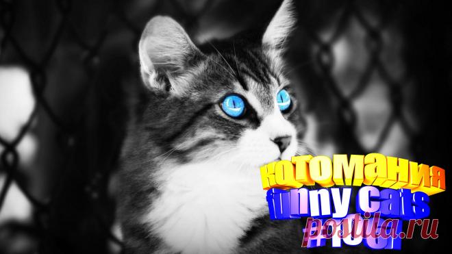 Вам нравится смотреть смешные видео про кошек? Тогда мы уверены, Вам понравится наше видео 😍. Также на котомании Вас ждут: видео кот,видео кота,видео коте,видео котов,видео кошек,видео кошка,видео кошки,видео о котах, видео прикол, видео смешных кошек, и кошки, коты видео, кошка, кошку, приколы о кошках видео, прикольные коты, про кошку смешное видео, смешно котики, смешное про кошек, смешные кошки видео