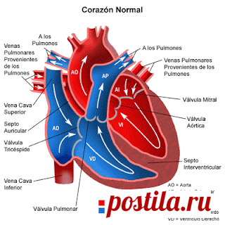 Sistema #Circulatorio: Las Arterias