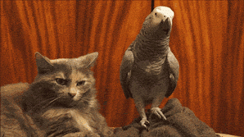 Популярное – Google+
