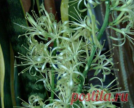 Цветет на окне сансевьера | Моя цветущая дача | Яндекс Дзен