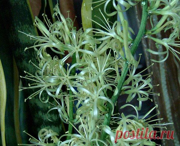 Цветет на окне сансевьера | Моя цветущая дача | Яндекс Дзен