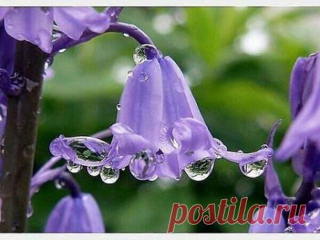 (1) Одноклассники