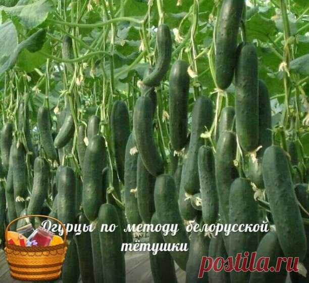 Сажаю огурцы по методу белорусской тётушки 
 
Прошлой весной мы ездили к родственникам в Белоруссию и привезли оттуда способ посадки огурцов в грунт, которым пользуется моя тетя, Вера Кирилловна, уже не один десяток лет. Для посадки она готовит следующие компоненты: перегной, древесную золу, кипяток и собственно семена. Инструмент, применяемый в этой операции, всем известен — это лопата. 
 
Копает небольшую грядку длиной 2 м и шириной 60–70 см. В ней делает лунки в шахматн...