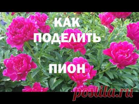 Деление куста пиона. Легко и просто.
