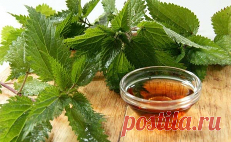 Потрясающие целебные свойства масла из крапивы