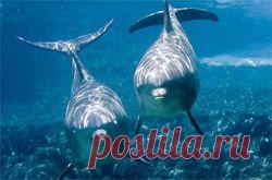 Интересные факты о дельфинах - Дельфин и природа - Все о дельфинах