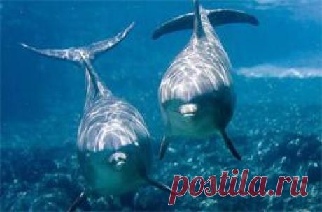 Интересные факты о дельфинах - Дельфин и природа - Все о дельфинах