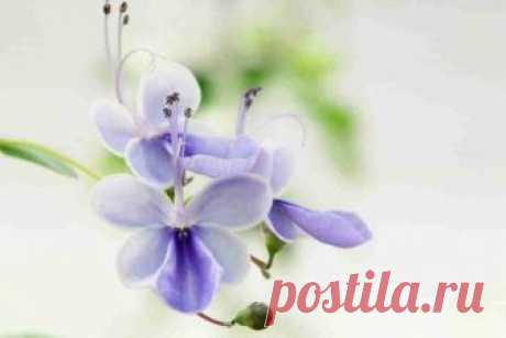 Клеродендрум угандийский (Clerodendrum ugandense), семейства Вербеновые (Verbenaceae), в естественных условиях произрастающий в горах Восточной Африки,