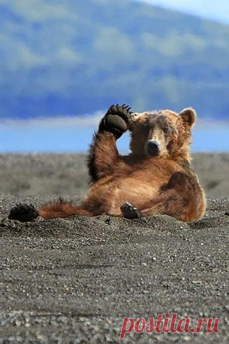 Alaskan Coastal Brown Bear by Alan Vernon - Favorite Photoz