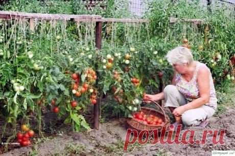 Ηашатыpь на даче — Садоводка