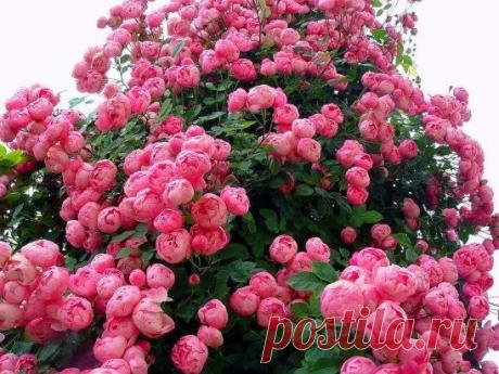 ПИОНОВИДНЫЕ РОЗЫ...  КАКАЯ КРАСОТА!!!