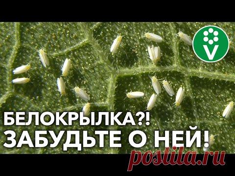 КАК ИЗБАВИТЬСЯ ОТ БЕЛОКРЫЛКИ РАЗ И НАВСЕГДА?! Полный обзор методов и средств!