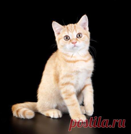 Лариса Исаева