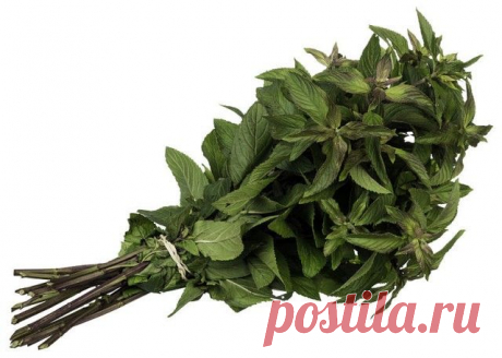15 būdų, kaip panaudoti mėtas | Ekodiena
