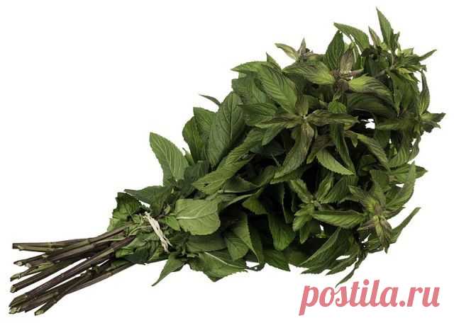 15 būdų, kaip panaudoti mėtas | Ekodiena