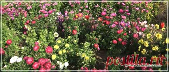 Что любит астра