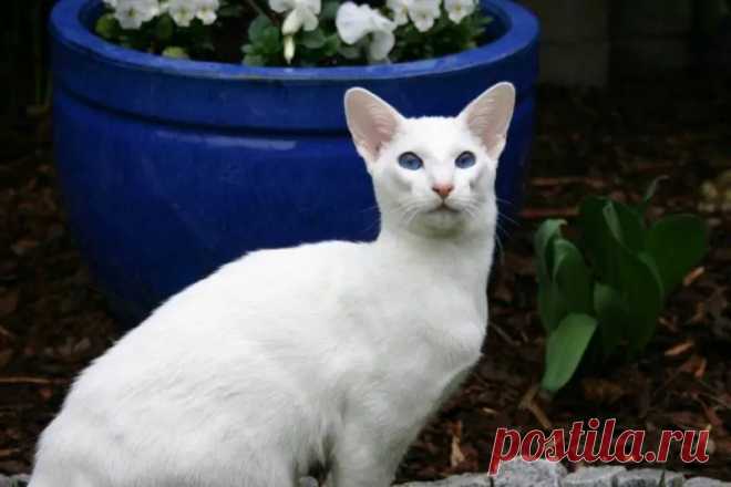 22 породы белых кошек с великолепной шерстью