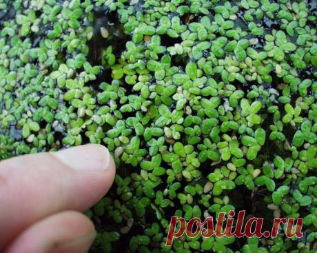 Богатое удобрение с пруда