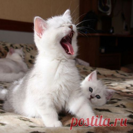 Коты без грима!