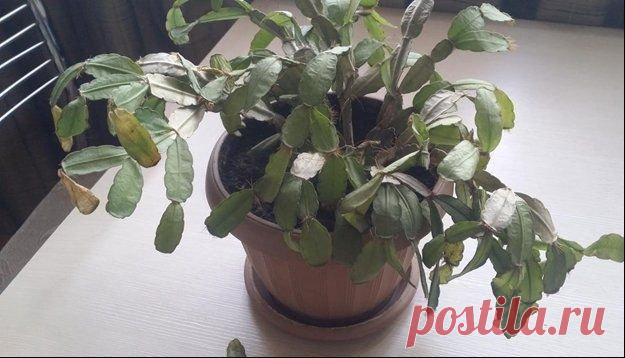 Как помочь вашему Декабристу, если у него начали увядать листья Чтобы у вашего любимого растения не вяли листья, соблюдайте ряд простых правил