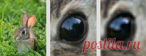 Выбор фотоаппарата. Что лучше: опический или цифровой зум?