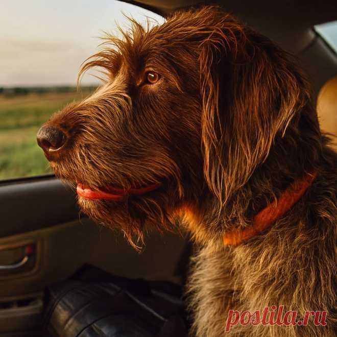 Три старика в одной упряжке: Степаныч, Драник и Катафалк - OGADANIE.RU