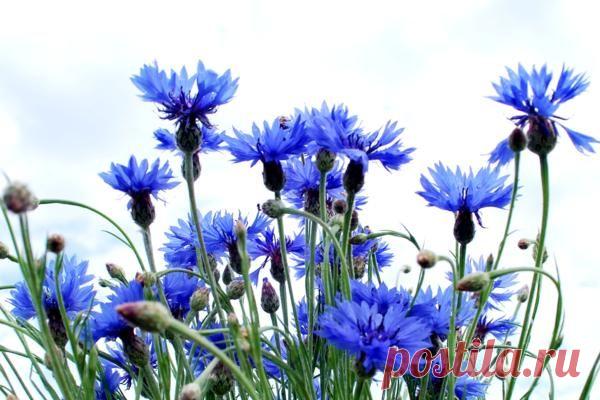 24 вида цветов, которые высаживаются под зиму