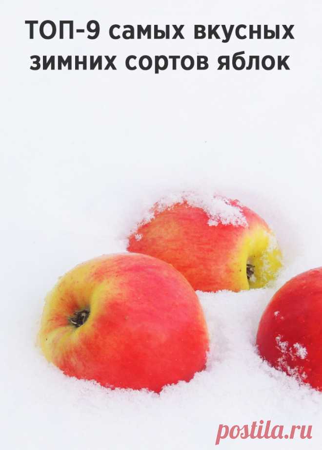Топ-9 самых вкусных зимних сортов яблок с фото