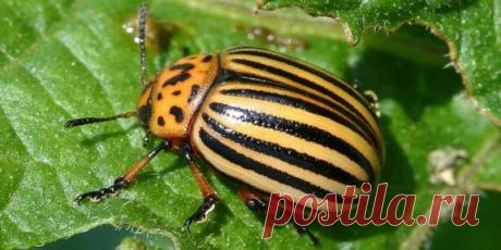 КАК ИЗБАВИТСЯ ОТ КОЛОРАДСКОГО ЖУКА БЕЗ ХИМИИ!!!