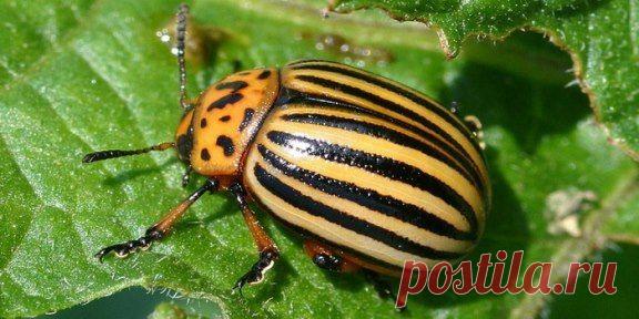 КАК ИЗБАВИТСЯ ОТ КОЛОРАДСКОГО ЖУКА БЕЗ ХИМИИ!!!