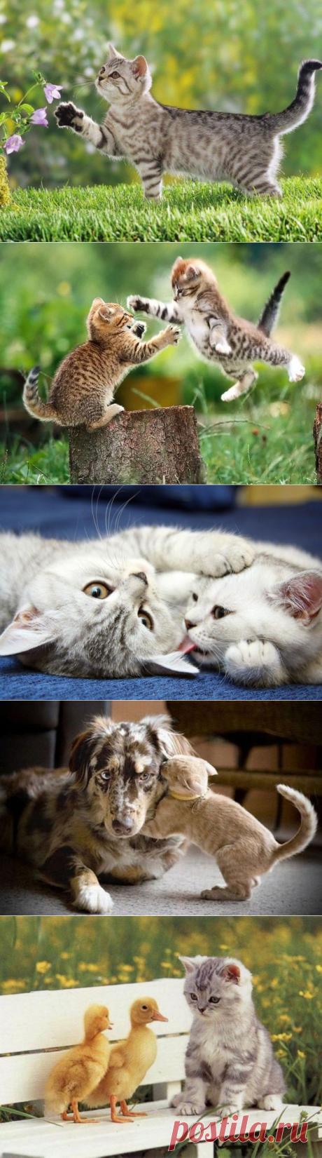 20 удивительных фотографий кошек | Четвероногий юмор