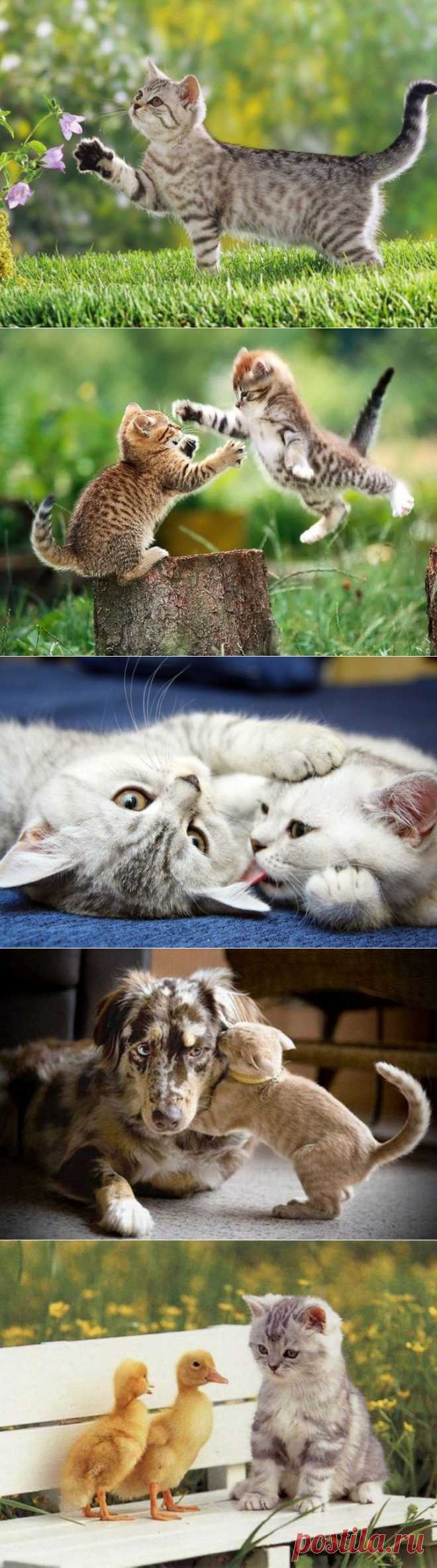 20 удивительных фотографий кошек | Четвероногий юмор