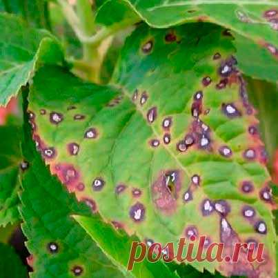 Болезнь комнатных растений Антракноз. На листьях пальм, фикусов и других подверженных заболеванию растений появляются темные пятна. На концах листьев могут появляться темно-коричневые потеки. Болезнь развивается в теплых влажных условиях, поэтому чаще всего поражает растения в теплицах, а не в комнатах.