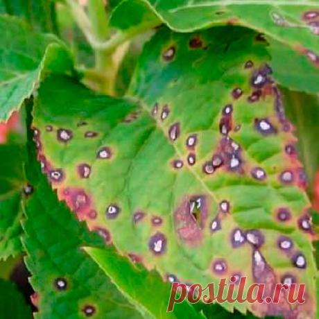 Болезнь комнатных растений Антракноз. На листьях пальм, фикусов и других подверженных заболеванию растений появляются темные пятна. На концах листьев могут появляться темно-коричневые потеки. Болезнь развивается в теплых влажных условиях, поэтому чаще всего поражает растения в теплицах, а не в комнатах.